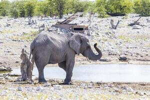 Picture of an drinking elephant at a waterhole in Etosha National Park in Namibia during the day photo