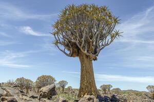 Panoramic picture of a quiver tree in the quiver tree forest near Keetmanshoop in southern Namibia photo
