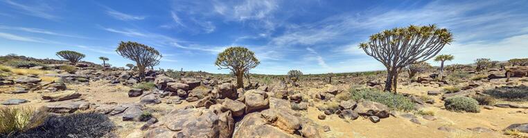 panorámico imagen de un carcaj árbol en el carcaj árbol bosque cerca keetmanshoop en del Sur Namibia foto