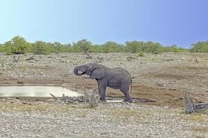 imagen de un elefante en etosha nacional parque en Namibia durante el día foto