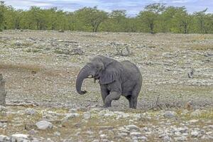 Picture of an elephant in Etosha National Park in Namibia during the day photo