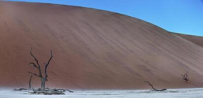Picture of a dead tree in the Deadvlei salt pan in the Namib Desert in front of red sand dunes in the morning light photo