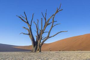 Picture of a dead tree in the Deadvlei salt pan in the Namib Desert in front of red sand dunes in the morning light photo