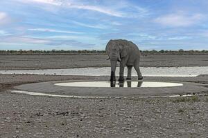 Picture of an drinking elephant at a waterhole in Etosha National Park in Namibia during the day photo