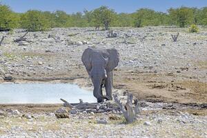 Picture of an drinking elephant at a waterhole in Etosha National Park in Namibia during the day photo