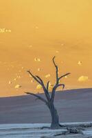 Picture of a dead tree in the Deadvlei salt pan in the Namib Desert in front of red sand dunes in the morning light photo