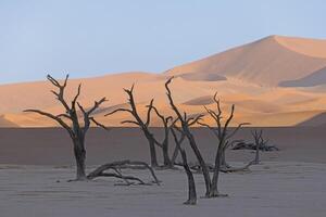 Picture of a dead tree in the Deadvlei salt pan in the Namib Desert in front of red sand dunes in the morning light photo