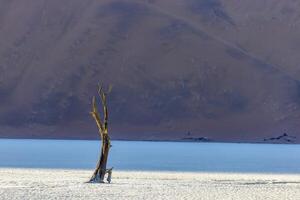 Picture of a dead tree in the Deadvlei salt pan in the Namib Desert in front of red sand dunes in the morning light photo