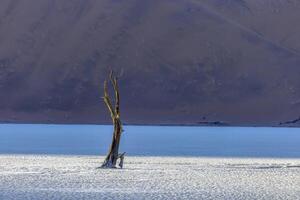 imagen de un muerto árbol en el Deadvlei sal pan en el namib Desierto en frente de rojo arena dunas en el Mañana ligero foto