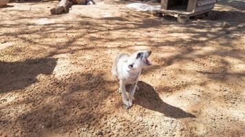 Picture of a meerkat from the front with open mouth looking to the right during the day photo