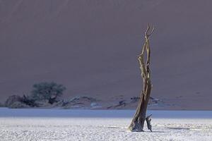 Picture of a dead tree in the Deadvlei salt pan in the Namib Desert in front of red sand dunes in the morning light photo