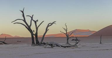 Picture of a dead tree in the Deadvlei salt pan in the Namib Desert in front of red sand dunes in the morning light photo