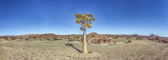 Panoramic view of a solitary quiver tree in the southern Namibian desert landscape near Fish River Canyon photo