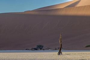 imagen de un muerto árbol en el Deadvlei sal pan en el namib Desierto en frente de rojo arena dunas en el Mañana ligero foto