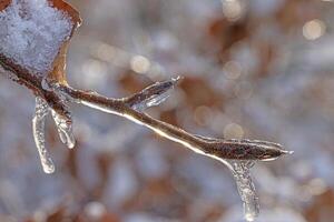 Image of a tree bud covered in ice in sunlight photo