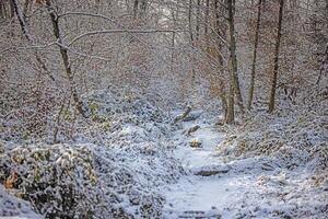 Picture of a snow-covered path in a wintry forest in the evening photo