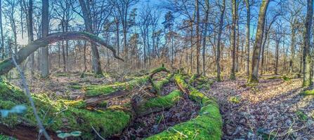 Panoramic image of a tree trunk covered in bright green moss in a forest photo