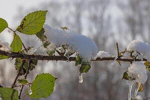 Image of a tree leaf covered in ice in sunlight photo