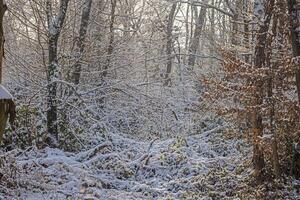 imagen en un cubierto de nieve invierno bosque en el noche foto