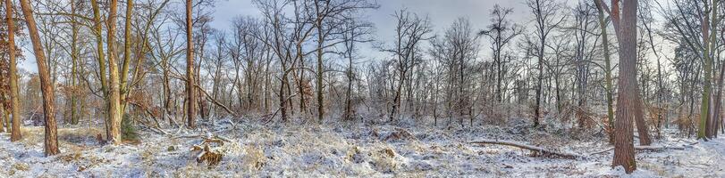 Panoramic picture in a snow-covered winter forest in the evening photo