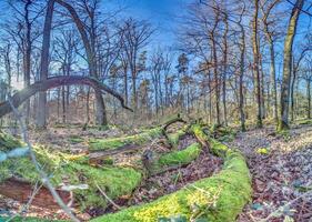 Panoramic image of a tree trunk covered in bright green moss in a forest photo