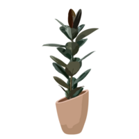 plante vert oasis png