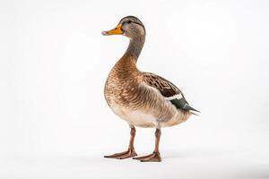 Duck isolated a on white background.. photo