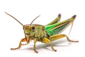 Grasshopper isolated on white background.. photo