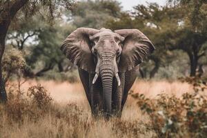 Elephant in the forest.. photo