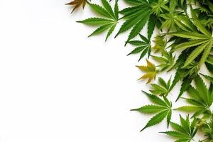 Cannabis leaves on white background.. photo