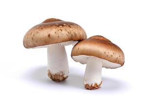 Fresh mushrooms isolated on white background .. photo