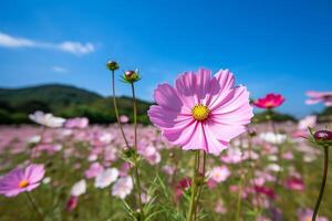 Beautiful cosmos flower of field.. photo