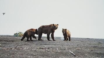 lento movimento. orso cucciolo e sua Due cuccioli a piedi lungo il riva del mare video