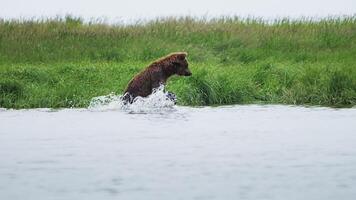 bruin beer visvangst in een rivier. een krachtig en behendig roofdier video