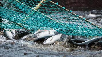 omfattande hav avslöja fångad fisk i nät testamente till fiske skicklighet kulinariska omvandling väntar fångad fisk i nät från hav till tabell. fångad fisk i nät avgörande för skaldjur industrins tillförsel. video