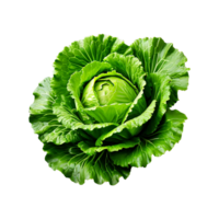 Large head of green white cabbage png