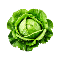 Large head of green white cabbage png