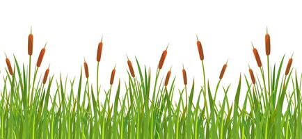 Seamless border with grass and cattails. Swamp grass with reeds. A strip of wild vegetation vector