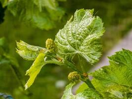 Young leaves and flower buds on a grape vine in spring. Selective focus photo