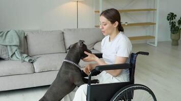 Young girl in wheelchair playing with dog at home. Portrait of sick young woman in wheelchair playing with amstaff in home video