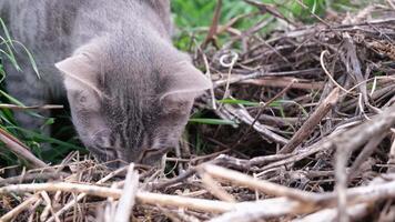 carino grigio soriano gatto a piedi nel erba, giocando caccia video