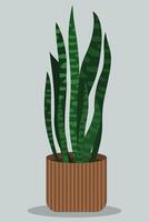 Plant in a sword foliage pot. With a plain background. Minimalist home decoration. vector