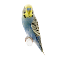 yellow and blue budgie png