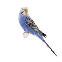 blu e bianca pappagallino png