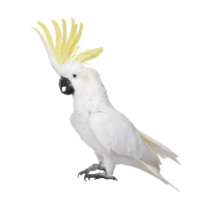 à crête de soufre cacatoès cacatua galerita png