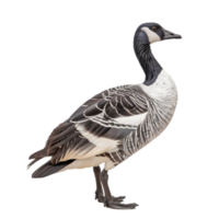 Duck Goose The State Bird of Hawaii png