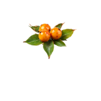 madrone baie avec Orange baies et brillant feuilles dans spectaculaire éclaboussure nourriture et culinaire concept png