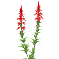 Cardinal flower Lobelia cardinalis with tall spikes of brilliant red tubular flowers attracting hummingbirds and png