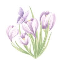 Crocuses with butterfly purple. Watercolor flowers bouquet. Isolated hand drawn illustration of spring saffron blossom. Meadow wild herb. Botanical drawing template for card, print, package, textile. png