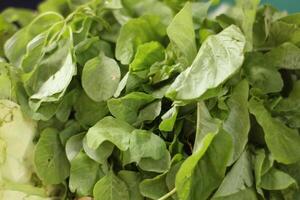 fresh spinach leaves just picked from the garden. photo